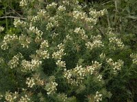 Dorycnium hirsutum 18, Saxifraga-Jan van der Straaten