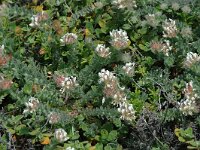 Dorycnium hirsutum 2, Saxifraga-Jan van der Straaten