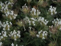 Dorycnium hirsutum 20, Saxifraga-Willem van Kruijsbergen