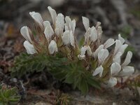 Dorycnium hirsutum 21, Saxifraga-Willem van Kruijsbergen