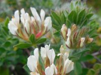 Dorycnium hirsutum 24, Saxifraga-Ed Stikvoort