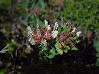 Dorycnium hirsutum 26, Saxifraga-Ed Stikvoort