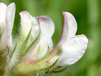 Dorycnium hirsutum 30, Saxifraga-Sonja Bouwman  Canary clover - Dorycnium hirsutum - Fabaceae familie