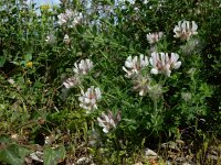 Dorycnium hirsutum 35, Saxifraga-Ed Stikvoort : W van Fiskardo s9900