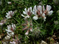 Dorycnium hirsutum 36, Saxifraga-Ed Stikvoort : W van Fiskardo s9900