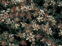 Dorycnium hirsutum 5, Saxifraga-Jan van der Straaten