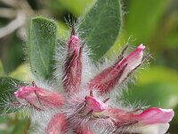 Dorycnium hirsutum 9, Saxifraga-Rutger Barendse