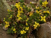 Draba aizoides 3, Saxifraga-Willem van Kruijsbergen