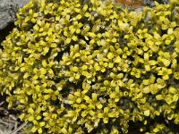 Draba aizoides 30, Saxifraga-Jan van der Straaten