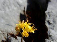 Draba aizoides 31, Saxifraga-Ed Stikvoort