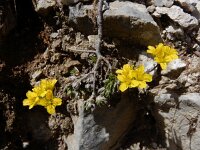Draba aizoides 44, Saxifraga-Ed Stikvoort