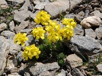 Draba aizoides 45, Saxifraga-Harry Jans