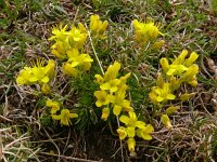 Draba aizoides 51, Saxifraga-Hans Grotenhuis