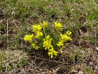 Draba aizoides 52, Saxifraga-Hans Grotenhuis