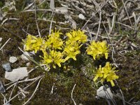 Draba aizoides ssp aizoides 10, Saxifraga-Willem van Kruijsbergen