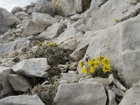 Draba aizoides ssp aizoides 12, Saxifraga-Willem van Kruijsbergen