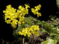 Draba aizoides ssp aizoides 18, Saxifraga-Willem van Kruijsbergen