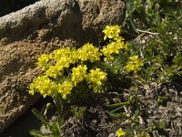 Draba aizoides ssp aizoides 21, Saxifraga-Willem van Kruijsbergen
