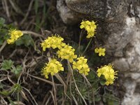 Draba aizoides ssp aizoides 34, Saxifraga-Willem van Kruijsbergen