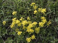 Draba aizoides ssp aizoides 35, Saxifraga-Willem van Kruijsbergen