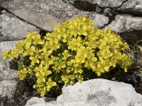 Draba aizoides ssp aizoides 39, Saxifraga-Willem van Kruijsbergen