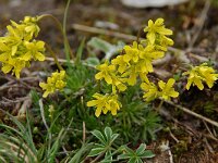 Draba aizoides ssp aizoides 6, Saxifraga-Willem van Kruijsbergen