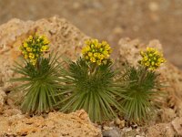 Draba hispanica 2, Saxifraga-Willem van Kruijsbergen