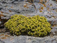 Draba hispanica 5, Saxifraga-Willem van Kruijsbergen