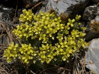 Draba hispanica 6, Saxifraga-Willem van Kruijsbergen