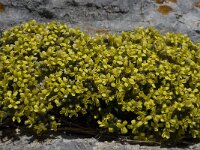 Draba hispanica 7, Saxifraga-Willem van Kruijsbergen