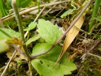 Draba muralis 10, Wit hongerbloempje, Saxifraga-Rutger Barendse