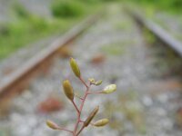 Draba muralis 8, Wit hongerbloempje, Saxifraga-Rutger Barendse
