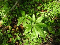 Dracunculus canariensis 2, Saxifraga-Michiel Drok