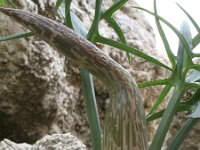 Dracunculus musciformis 2, Saxifraga-Rutger Barendse