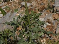 Dracunculus vulgaris