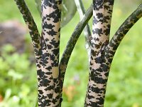 Dracunculus vulgaris 11, Saxifraga-Harry Jans