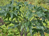 Dracunculus vulgaris 12, Drakenwortel,  Saxifraga-Harry Jans