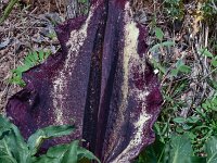 Dracunculus vulgaris 15, Saxifraga-Harry Jans
