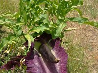 Dracunculus vulgaris 16, Drakenwortel,  Saxifraga-Harry Jans