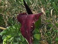 Dracunculus vulgaris 17, Saxifraga-Harry Jans