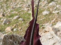 Dracunculus vulgaris 7, Saxifraga-Jan van der Straaten