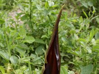 Dracunculus vulgaris 9, Drakenwortel,  Saxifraga-Dirk Hilbers