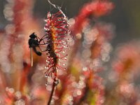 Drosera intermedia 107, Kleine zonnedauw, Saxifraga-Tom Heijnen