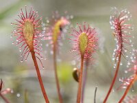 Drosera intermedia 114, Kleine zonnedauw, Saxifraga-Tom Heijnen