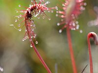 Drosera intermedia 115, Kleine zonnedauw, Saxifraga-Tom Heijnen