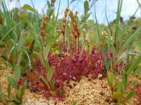 Drosera intermedia 121, Kleine zonnedauw, Saxifraga-Ed Stikvoort