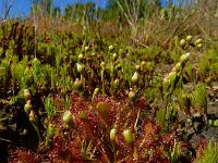 Drosera intermedia 128, Kleine zonnedauw, Saxifraga-Ed Stikvoort