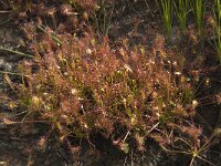 Drosera intermedia 18, Kleine zonnedauw, Saxifraga-Willem van Kruijsbergen