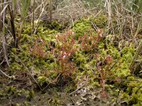 Kleine zonnedauw, Oblong-leaved Sundew  Kleine zonnedauw, Oblong-leaved Sundew : Drosera intermedia, Droseraceae, Kleine zonnedauw, Nederland, Oblong-leaved Sundew, Rossolis intermédiaire, Soest, Soesterveen, Sompewolvepoat, Sumpfbärlapp, Utrecht, Utrechtse Heuvelrug, Vereniging Natuurmonumenten, Zonnedauwfamilie, degeneratie, degeneration, green, groen, heath, hoogveen, klein, natuurmonumenten, plant, rare, red, rode lijst, rood, small, the Netherlands, veen, vleesetende plant, zeldzaam