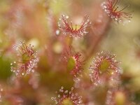 Kleine zonnedauw, Oblong-leaved Sundew  Kleine zonnedauw, Oblong-leaved Sundew : Drosera intermedia, Droseraceae, Kleine zonnedauw, Nederland, Oblong-leaved Sundew, Rossolis intermédiaire, Soest, Soesterveen, Sompewolvepoat, Sumpfbärlapp, Utrecht, Utrechtse Heuvelrug, Vereniging Natuurmonumenten, Zonnedauwfamilie, degeneratie, degeneration, green, groen, heath, hoogveen, klein, natuurmonumenten, plant, rare, red, rode lijst, rood, small, the Netherlands, veen, vleesetende plant, zeldzaam